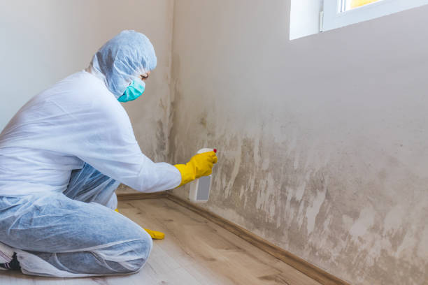 Licensed Basement Mold Remediation service in Greenbackville, VA - Car Mold Remediation