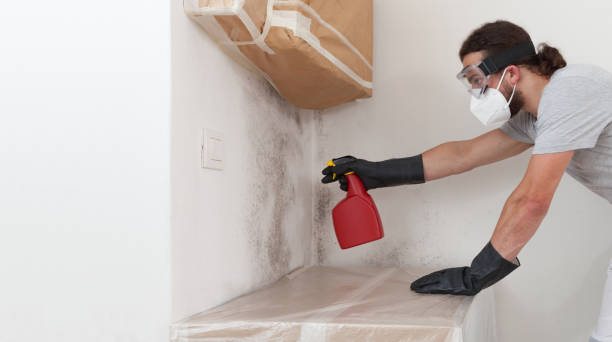 Professional Basement Mold Remediation technician working in Greenbackville, VA