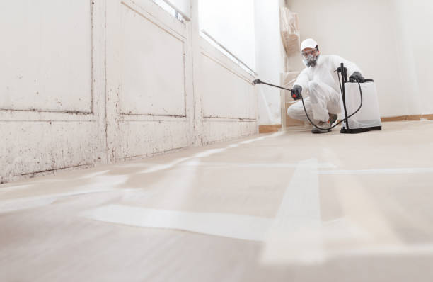 24/7 Emergency Basement Mold Remediation experts in Greenbackville, VA