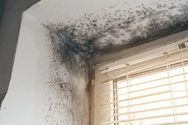 Affordable Basement Mold Remediation solutions in Greenbackville, VA