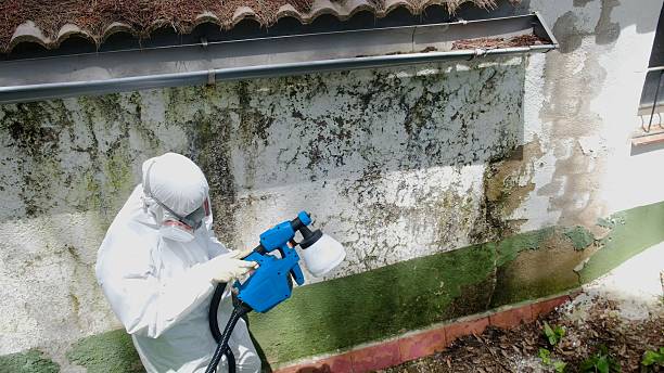 Top rated local Basement Mold Remediation specialists in Greenbackville, VA